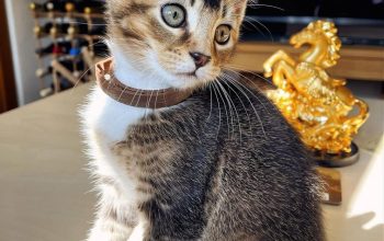 Australian Mists kittens are available looking for