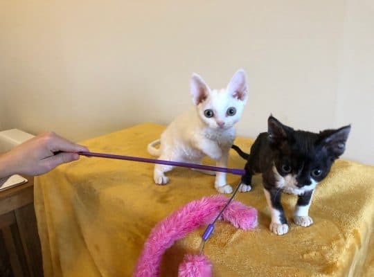 Beautiful Devon Rex Red point boy.