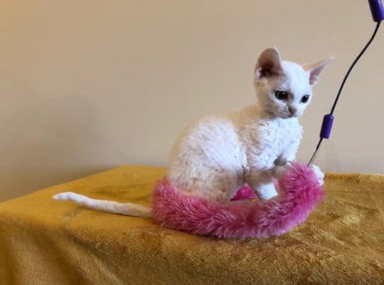 Beautiful Devon Rex Red point boy.