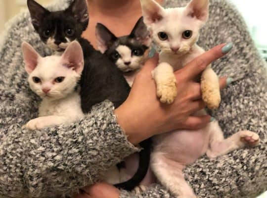 Beautiful Devon Rex Red point boy.