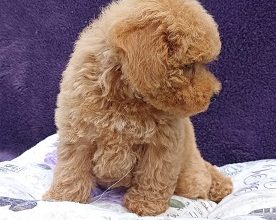 Stenci francuske toy pudle