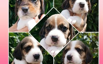 Bigl trobojni štenci