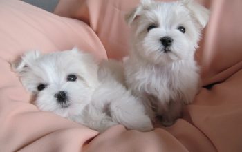 Maltezer Mini Top Leglo!