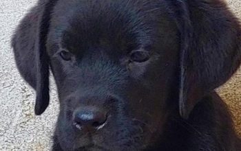 Labrador štenci na prodaju