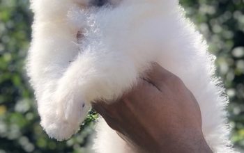 Pomeranski špic,Pomeranac,Pomeranian,Boo štenci