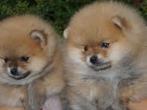 Pomeranski špic,Pomeranac,Pomeranian,Boo štenci