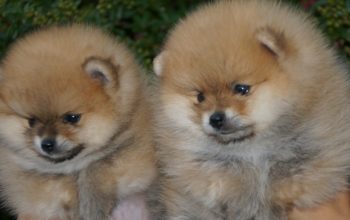 Pomeranski špic,Pomeranac,Pomeranian,Boo štenci