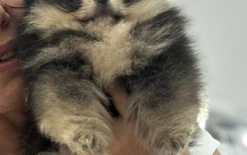 Pomeranac, zensko stene