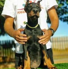 Doberman stenci