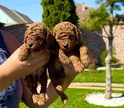 Pudle aprikot i crvene