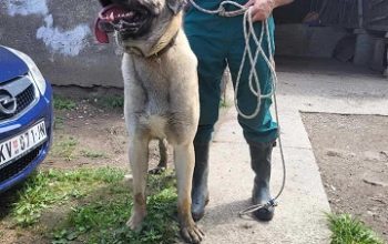 Turski Kangal – muško štene