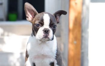 Boston terier musko stene