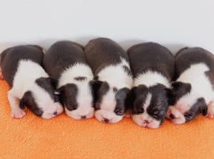 Boston terrier stenad