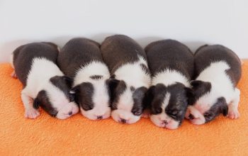 Boston terrier stenad