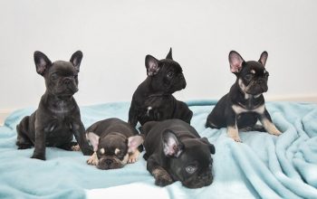 Štenci francuskog buldoga
