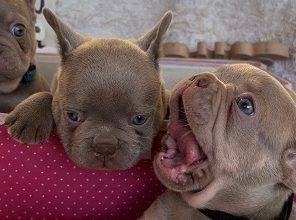 Francuski buldog ISABELA TEN