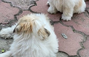 Coton de tulear štenci