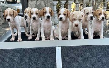 Engleski poenter, stenad na prodaju