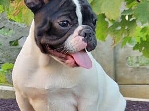 Francuski buldog stenci