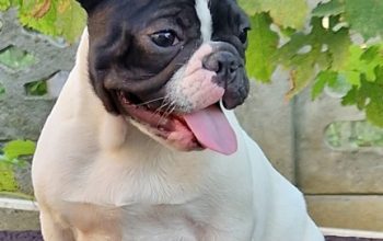 Francuski buldog stenci