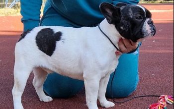 Francuski buldog,izlozbeni potencijal