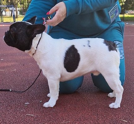 Francuski buldog,izlozbeni potencijal