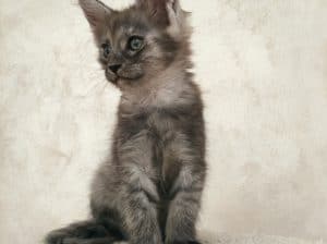 Maine Coon / Mejn Kun