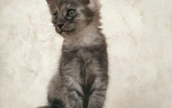 Maine Coon / Mejn Kun