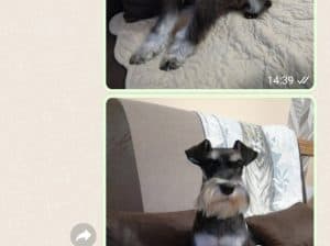 Patuljasti šnaucer štenad