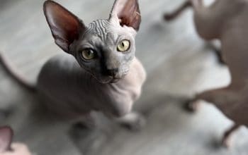 Canadian Sphynx (mačka bez dlake)