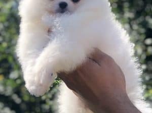 Pomeranac / Pomeranian / Boo štenci