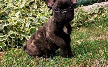 Francuski buldog, stenci