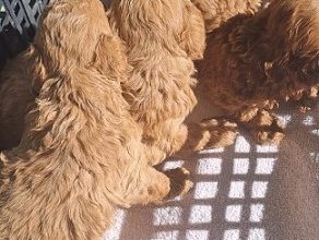 Crvene toy pudle stenci