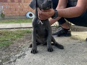 Stenci Cane Corsa