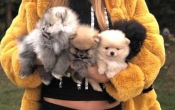 Pomeranac,Pomeranian,Boo štenci