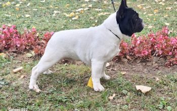 Francuski buldog stenci