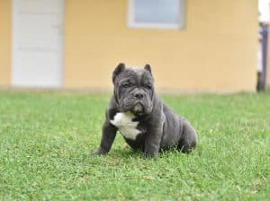 American bully egzotic