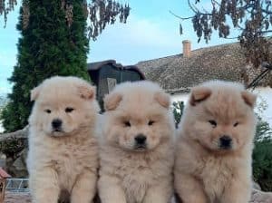 Cau cau Chow chow stenad