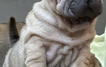 Shar pei – šar pej štenci