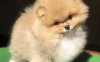 Pomeranski špic,Pomeranac,Pomeranian,Boo štenci