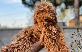 Maltipoo štenci oba pola