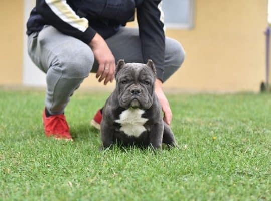 American bully egzotic