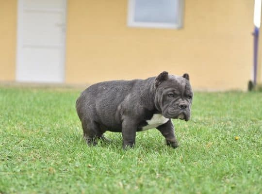 American bully egzotic