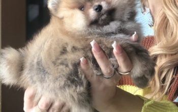 Pomeranac,Pomeranian,Boo štenci