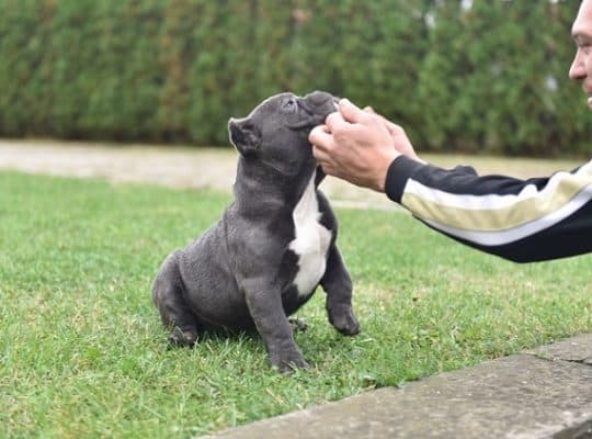 American bully egzotic