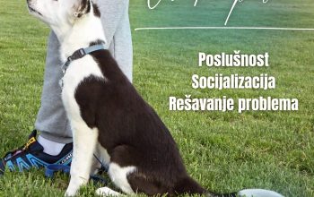 Škola za pse – poslušnost i agility