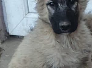 stenci kavkavskog ovcara