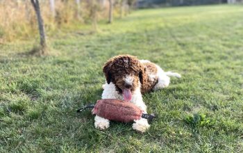Lagotto romagnolo vrhunski štenci