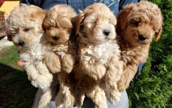 Maltipoo prelepi stenci