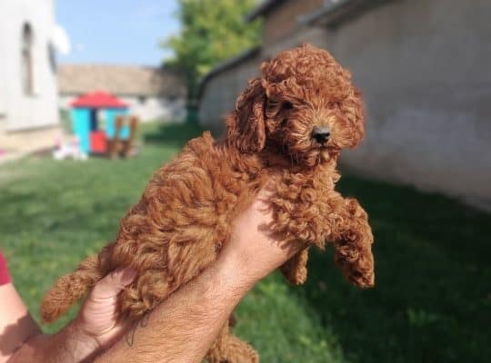 Toy i patuljaste crvene pudle!